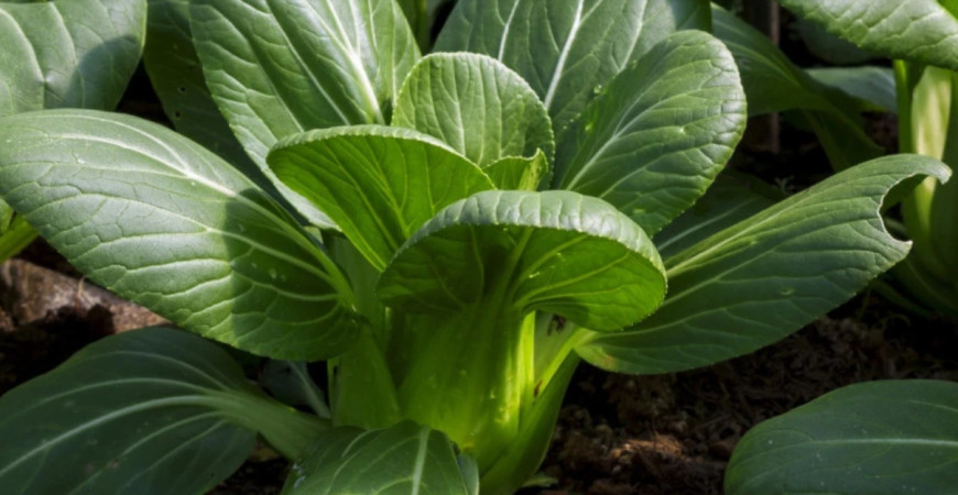 Vyskúšajte ázijské šaláty