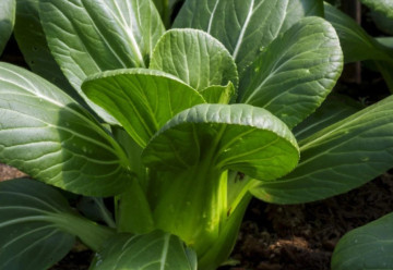 Vyskúšajte ázijské šaláty