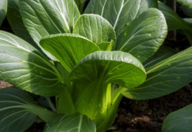 Vyskúšajte ázijské šaláty