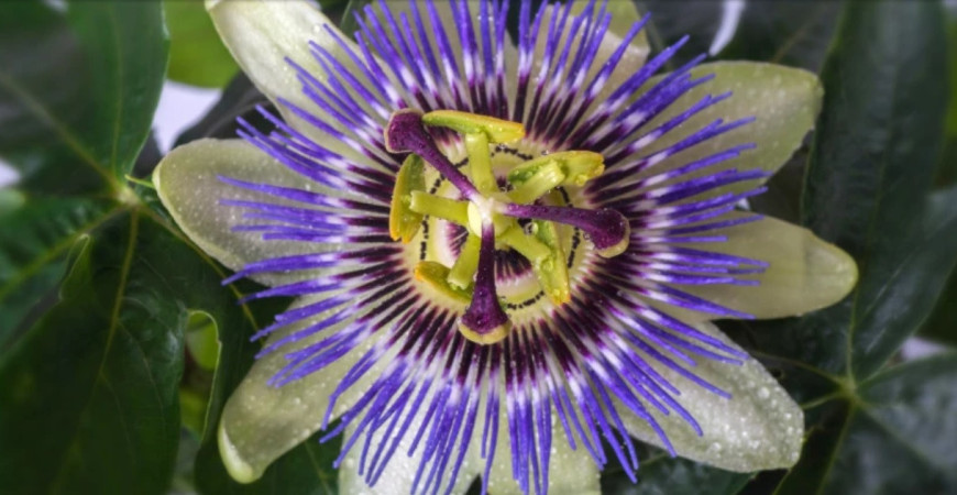 Mučenky a ich pestovanie – aby kvitli aj plodili