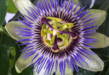 Mučenky a ich pestovanie – aby kvitli aj plodili