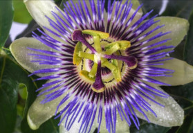 Mučenky a ich pestovanie – aby kvitli aj plodili