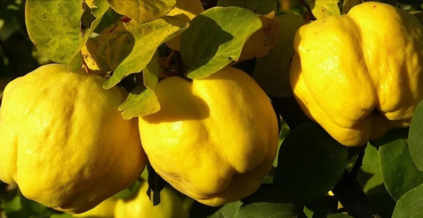 Dulovec - voňavá sladkosť patrí k málo známemu ovociu
