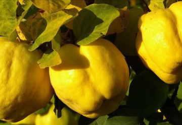 Dulovec - voňavá sladkosť patrí k málo známemu ovociu