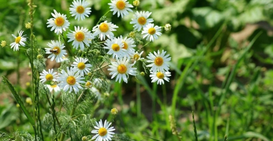 Harmanček - pestovanie a využitie