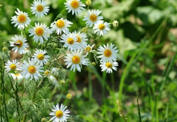 Harmanček - pestovanie a využitie