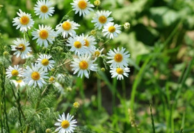 Harmanček - pestovanie a využitie