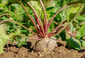 Cvikla rastie takmer sama - nevyžaduje veľa starostlivosti