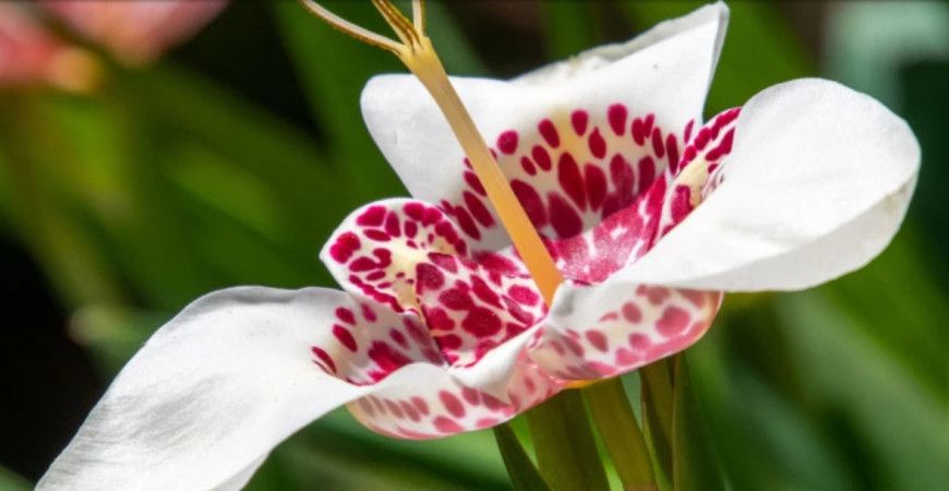 Je čas na výsadbu jarných cibuľovín