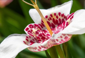 Je čas na výsadbu jarných cibuľovín