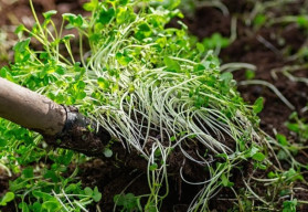 Zelené hnojenie a jeho výhody