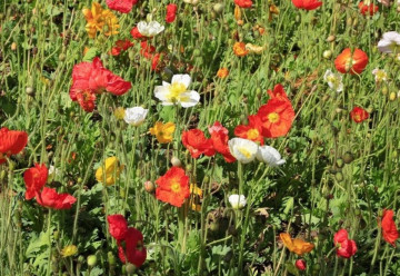 Rastliny na suché stanovište