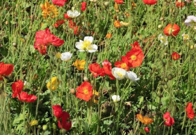 Rastliny na suché stanovište