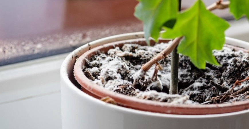 Čo znamená biely povlak na substráte izbových rastlín?