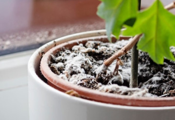 Čo znamená biely povlak na substráte izbových rastlín?