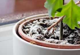 Čo znamená biely povlak na substráte izbových rastlín?