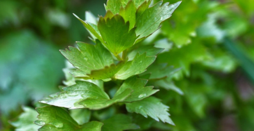 Ligurček a jeho využitie