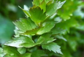 Ligurček a jeho využitie