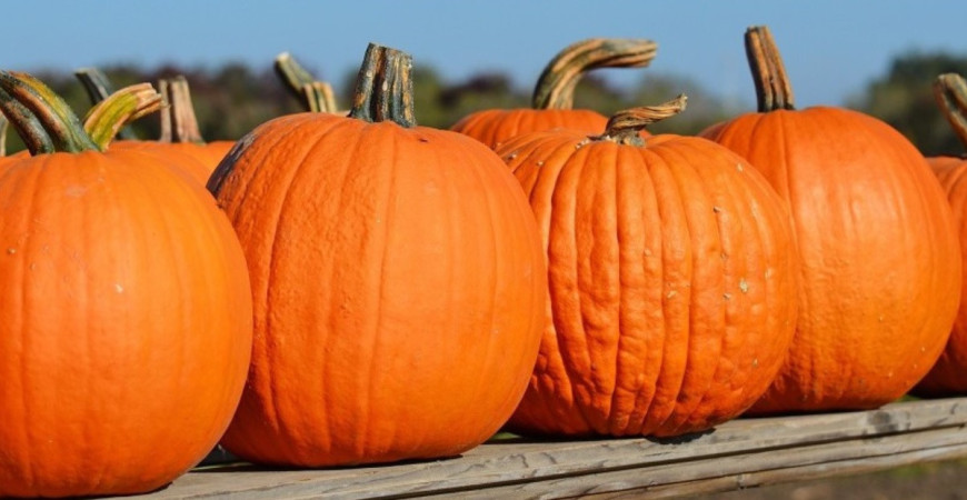 Tipy pre bohatú úrodu tekvíc