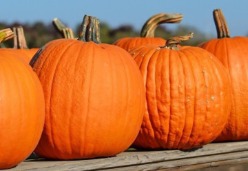 Tipy pre bohatú úrodu tekvíc