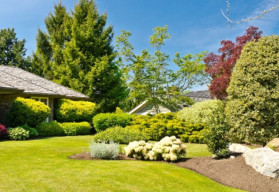 Dreviny odolné proti znečisteniu