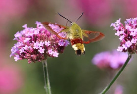 Verbena bude ozdobou terasy aj záhrady