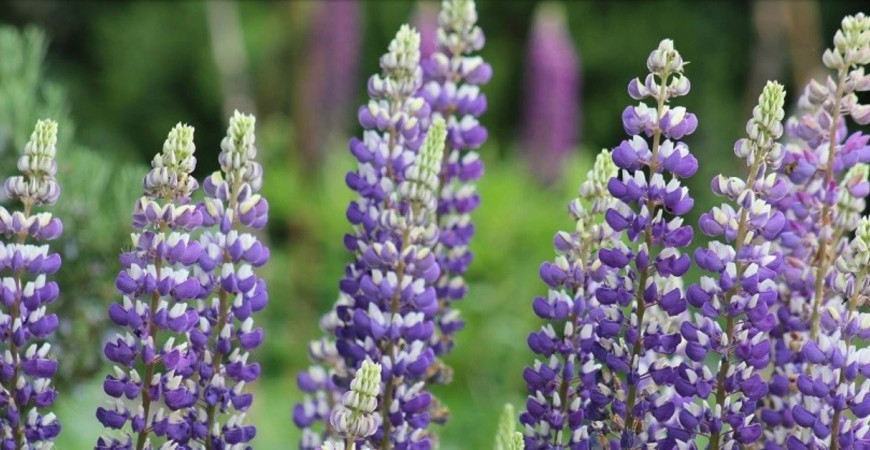 Vlčí bôb - rastlina pôvodných vidieckych záhrad