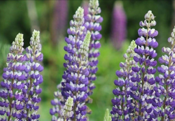 Vlčí bôb - rastlina pôvodných vidieckych záhrad