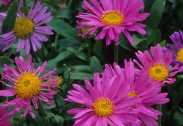 Máj je ideálny na výsev Astry