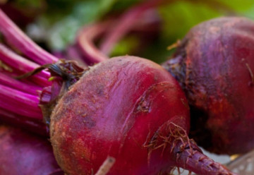 Cvikla - elixír zdravia