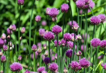 Vypestujte si v kvetináči domácu pažítku