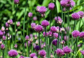 Vypestujte si v kvetináči domácu pažítku