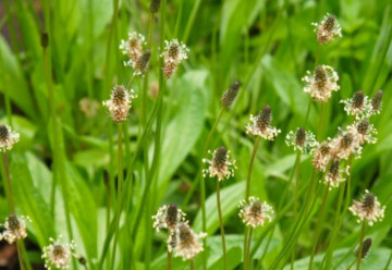 Skorocel, nielen na sirup proti kašľu