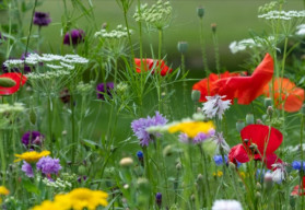 Záhradníkov kalendár – máj