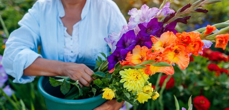 Jarné cibuľoviny 2025