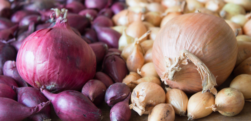 Sadbová cibuľa 2026